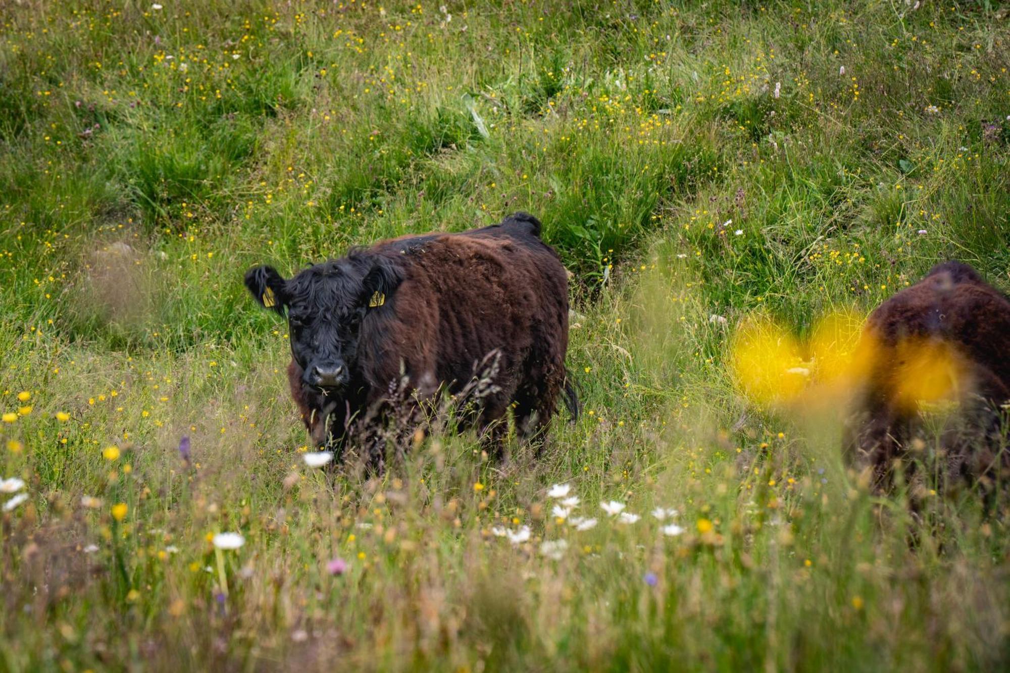 Naturlodge Gadestatt Kültér fotó